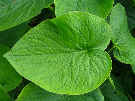 KAVA VERT 2